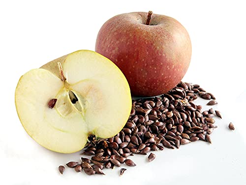 cocojojo Apple Seed Oil - Pure Natural Unrefined 32 oz Extra Virgin Cold Pressed for Face Skin Hands Hair Nails Scars Breakouts Pyrus Malus