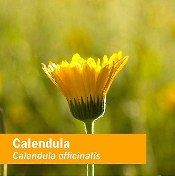 Herb Pharm Certified Organic Calendula Oil, 1 Fl Oz