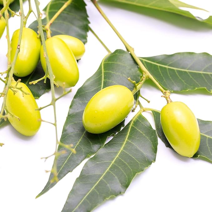 Organic Neem Oil for Skin and for Hair 100% Pure Cold Pressed Neem Oil for Essential Oil Mixing Massage Oils Nem Oils Spray for Indoor Plants 4 oz